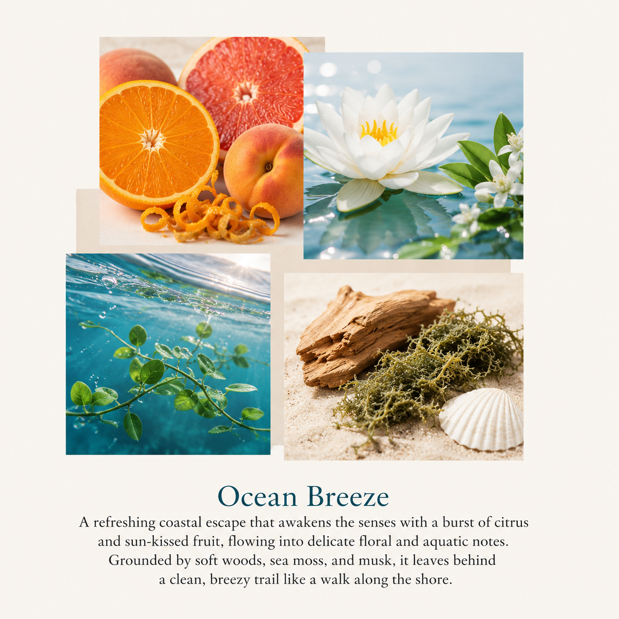 Ocean Breeze